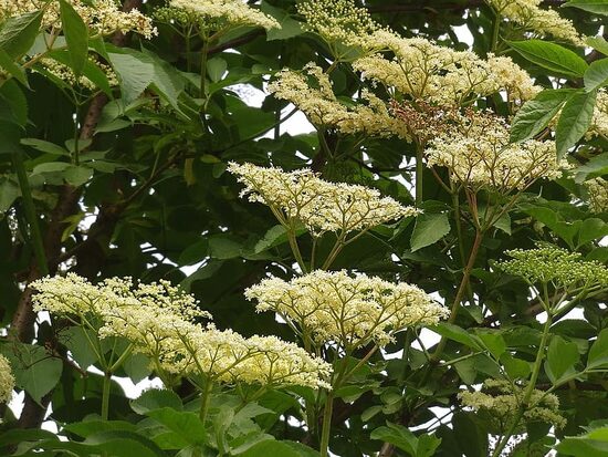 Семена бузины черной Sambucus nigra L.